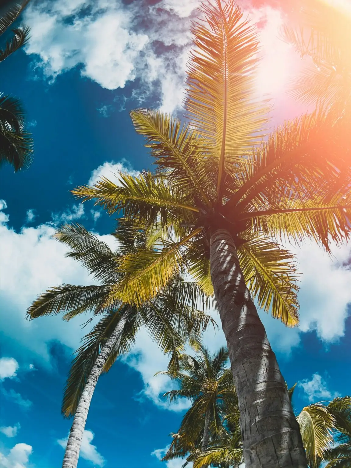 C'est une photo ou il y a des palmiers, et du soleil.